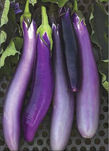 David's Garden Seeds Eggplant Ping Tung Long FBA-00068 (Purple) 50 Non-GMO, Heirloom Seeds