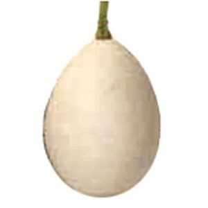 white egg gourds seeds (20+ seeds) | non gmo | vegetable fruit herb flower seeds for planting | home garden greenhouse pack