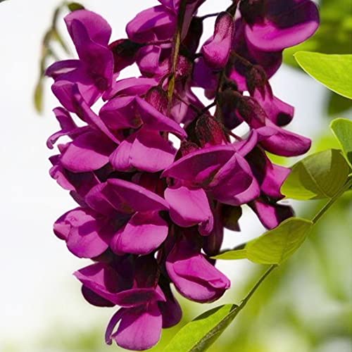 QAUZUY GARDEN 5 Seeds Black Dragon Wisteria Vine Climbing Flower Seeds Rare Tropical Exotic Plant Very Fragrant Perennial Privacy Screens Fast-Growing