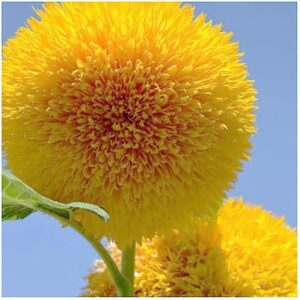 teddy bear sunflower seeds | 50+ seeds | exotic garden flower | sunflower seeds for planting | great for hummingbirds and butterflies