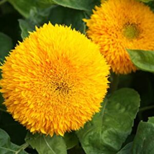 Teddy Bear Sunflower Seeds | 50+ Seeds | Exotic Garden Flower | Sunflower Seeds for Planting | Great for Hummingbirds and Butterflies