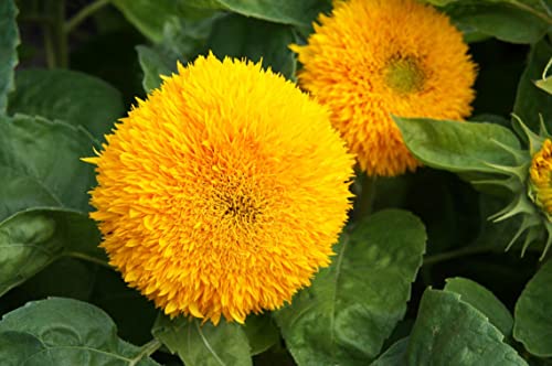 Teddy Bear Sunflower Seeds | 50+ Seeds | Exotic Garden Flower | Sunflower Seeds for Planting | Great for Hummingbirds and Butterflies