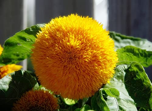 Teddy Bear Sunflower Seeds | 50+ Seeds | Exotic Garden Flower | Sunflower Seeds for Planting | Great for Hummingbirds and Butterflies