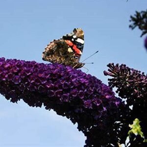 chuxay garden 50 seeds buddleja davidii ‘black knight’,purple butterfly bush,summer lilac fast-growing drought tolerant deciduous shrub great for garden