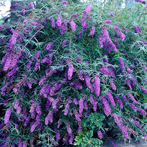 CHUXAY GARDEN 50 Seeds Buddleja Davidii 'Black Knight',Purple Butterfly Bush,Summer Lilac Fast-Growing Drought Tolerant Deciduous Shrub Great for Garden