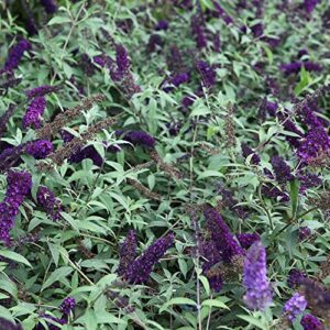 CHUXAY GARDEN 50 Seeds Buddleja Davidii 'Black Knight',Purple Butterfly Bush,Summer Lilac Fast-Growing Drought Tolerant Deciduous Shrub Great for Garden