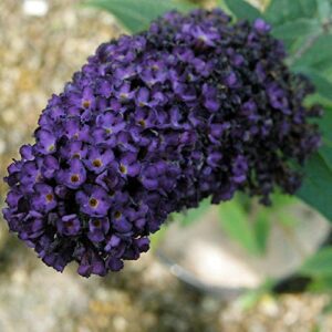 CHUXAY GARDEN 50 Seeds Buddleja Davidii 'Black Knight',Purple Butterfly Bush,Summer Lilac Fast-Growing Drought Tolerant Deciduous Shrub Great for Garden