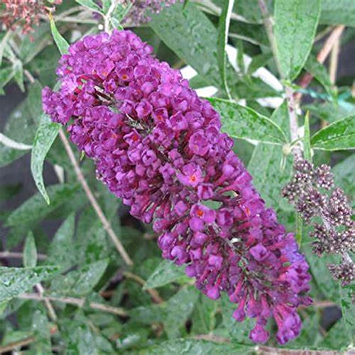 CHUXAY GARDEN 50 Seeds Buddleja Davidii 'Black Knight',Purple Butterfly Bush,Summer Lilac Fast-Growing Drought Tolerant Deciduous Shrub Great for Garden