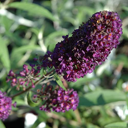 CHUXAY GARDEN 50 Seeds Buddleja Davidii 'Black Knight',Purple Butterfly Bush,Summer Lilac Fast-Growing Drought Tolerant Deciduous Shrub Great for Garden