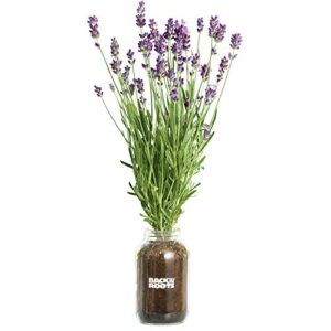 back to the roots lavender organic windowsill planter kit – grows year round, includes everything needed for planting