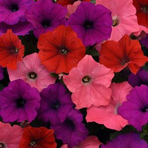 outsidepride south beach easy wave petunia garden flowers for hanging baskets, pots, containers, beds – 30 seeds