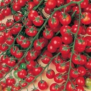 papaw’s garden supply llc. helping the next generation grow! sweet million cherry tomato seeds, non-gmo, 1 pack of 25 seeds