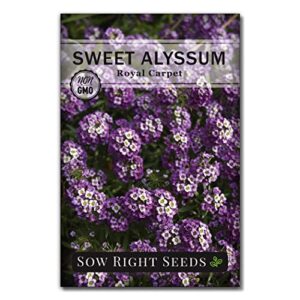 Sow Right Seeds - Sweet Alyssum Flower Seeds for Planting, Beautiful Flowers to Plant in Your Garden; Non-GMO Heirloom Seeds; Wonderful Gardening Gifts (1)