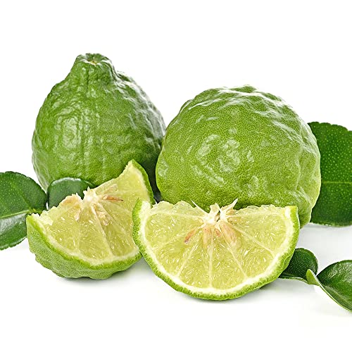 QAUZUY GARDEN 3 Makrut Kaffir Lime Seeds (Citrus Hystrix) - Fragrant Edible Leaves - Perennial Tropical Exotic Fruit Tree - Great for Container Pot - Easy to Grow