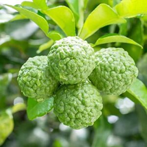 QAUZUY GARDEN 3 Makrut Kaffir Lime Seeds (Citrus Hystrix) - Fragrant Edible Leaves - Perennial Tropical Exotic Fruit Tree - Great for Container Pot - Easy to Grow