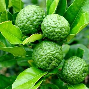 QAUZUY GARDEN 3 Makrut Kaffir Lime Seeds (Citrus Hystrix) - Fragrant Edible Leaves - Perennial Tropical Exotic Fruit Tree - Great for Container Pot - Easy to Grow