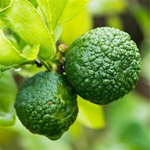 QAUZUY GARDEN 3 Makrut Kaffir Lime Seeds (Citrus Hystrix) - Fragrant Edible Leaves - Perennial Tropical Exotic Fruit Tree - Great for Container Pot - Easy to Grow