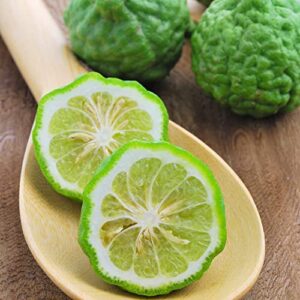 QAUZUY GARDEN 3 Makrut Kaffir Lime Seeds (Citrus Hystrix) - Fragrant Edible Leaves - Perennial Tropical Exotic Fruit Tree - Great for Container Pot - Easy to Grow