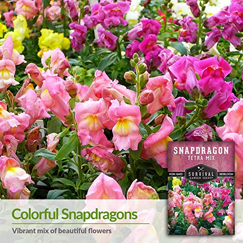 Survival Garden Seeds - Snapdragon Tetra Mix Seed for Planting - 2 Packs with Instructions to Plant and Grow Beautiful Colorful Flowers in Your Home Vegetable Garden - Non-GMO Heirloom Variety