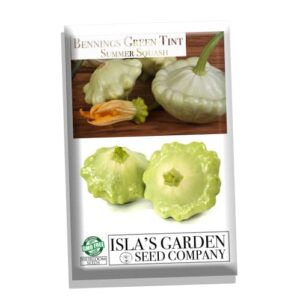 bennings green tint summer squash, 30 heirloom seeds per packet, patty pan squash, non gmo seeds, botanical name: cucurbita pepo, isla’s garden seeds