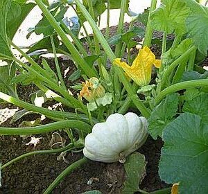 Bennings Green Tint Summer Squash, 30 Heirloom Seeds Per Packet, Patty Pan Squash, Non GMO Seeds, Botanical Name: Cucurbita Pepo, Isla's Garden Seeds