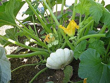 Bennings Green Tint Summer Squash, 30 Heirloom Seeds Per Packet, Patty Pan Squash, Non GMO Seeds, Botanical Name: Cucurbita Pepo, Isla's Garden Seeds