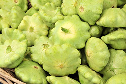 Bennings Green Tint Summer Squash, 30 Heirloom Seeds Per Packet, Patty Pan Squash, Non GMO Seeds, Botanical Name: Cucurbita Pepo, Isla's Garden Seeds