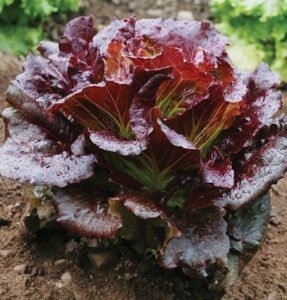 david’s garden seeds lettuce summer crisp cherokee fba-2741 (red) 200 non-gmo, open pollinated seeds