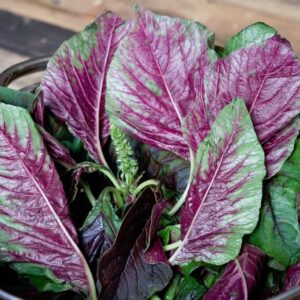 1000 Red Stripe Green Leaf Amaranth Seeds for Planting Chinese Spinach Heirloom Non GMO 2 Grams of Seeds Lu Hsien Garden Vegetable Bulk Survival Amaranthus