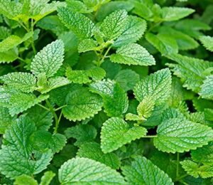 lemon mint seeds for planting | flower seeds for planting home outdoor gardens | non-gmo garden seeds | planting instructions included