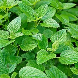 Lemon Mint Seeds for Planting | Flower Seeds for Planting Home Outdoor Gardens | Non-GMO Garden Seeds | Planting Instructions Included