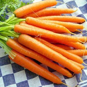 David's Garden Seeds Carrot Danvers FBA-1118 (Orange) 200 Non-GMO, Heirloom Seeds