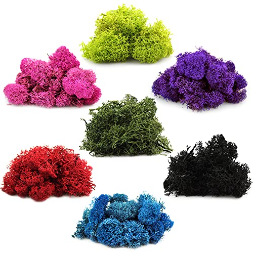 NW Wholesaler 1 LB Purple Preserved Reindeer Moss - Indoor Outdoor for Potted Plants, Terrariums, Fairy Gardens, Arts and Crafts or Floral Decor Design