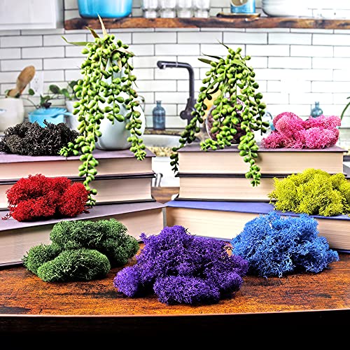 NW Wholesaler 1 LB Purple Preserved Reindeer Moss - Indoor Outdoor for Potted Plants, Terrariums, Fairy Gardens, Arts and Crafts or Floral Decor Design