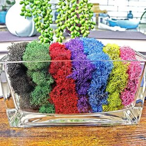 NW Wholesaler 1 LB Purple Preserved Reindeer Moss - Indoor Outdoor for Potted Plants, Terrariums, Fairy Gardens, Arts and Crafts or Floral Decor Design