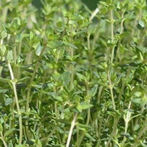 Thyme Seeds for Planting 1000+ Seeds Approx 1 Gram - Heirloom Non-GMO Herb Seeds for Planting Indoors or Outdoors - AKA Common Thyme, Garden Thyme, Thymus Vulgaris by RDR Seeds