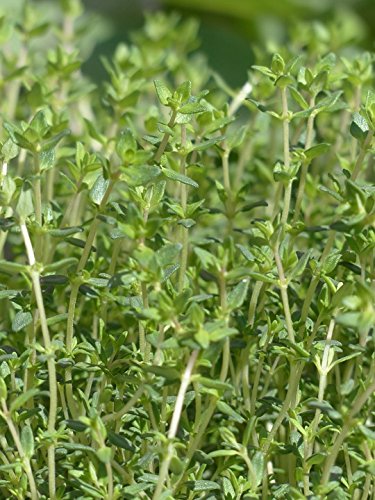 Thyme Seeds for Planting 1000+ Seeds Approx 1 Gram - Heirloom Non-GMO Herb Seeds for Planting Indoors or Outdoors - AKA Common Thyme, Garden Thyme, Thymus Vulgaris by RDR Seeds