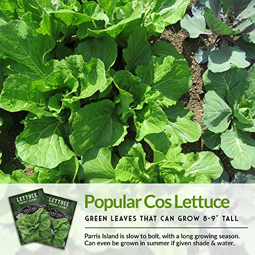 Survival Garden Seeds - Parris Island Cos Lettuce Seed for Planting - Packet with Instructions to Plant and Grow Romaine Style Head Lettuce in Your Home Vegetable Garden - Non-GMO Heirloom Variety