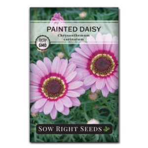 sow right seeds – painted daisy seeds for planting – beautiful flowers to plant in your home garden – non-gmo heirloom seeds – wonderful pink blooms to attract pollinators – great cut flower and gift
