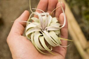 air plant xerographica mini 3-4″ / real plant/ships from california/low maintenance