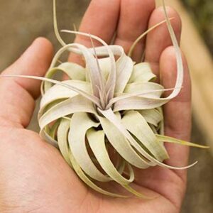 Air Plant Xerographica Mini 3-4" / Real Plant/Ships from California/Low Maintenance