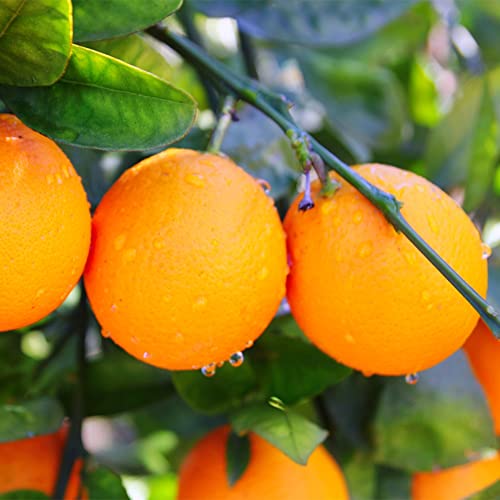 QAUZUY GARDEN 10 Seeds Orange Seeds - Organic Non-GMO Sweet Orange Seeds - Sweet Fragrant Citrus Sinensis Fruits - Grow Your Own Delicious Fruit Tree