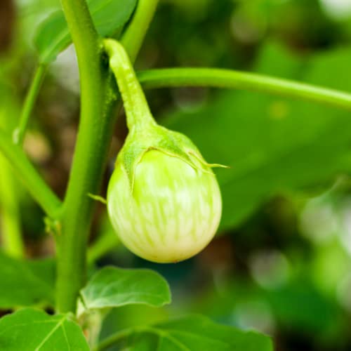 100 Eggplant Thai Seeds Asian Vegetable Seeds for Garden