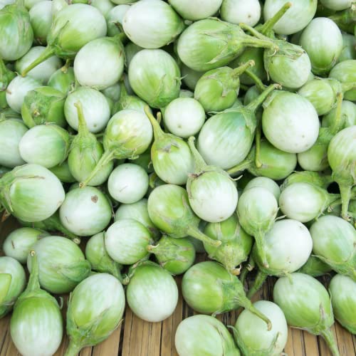 100 Eggplant Thai Seeds Asian Vegetable Seeds for Garden