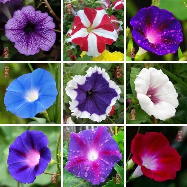 100 Pcs Mixed Morning Glory Seeds for Planting, Ipomoea Nil Flower Seeds Garden Seeds Non-GMO