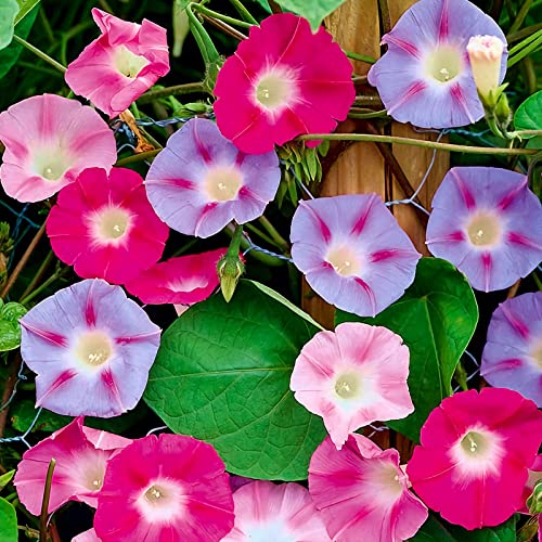 100 Pcs Mixed Morning Glory Seeds for Planting, Ipomoea Nil Flower Seeds Garden Seeds Non-GMO