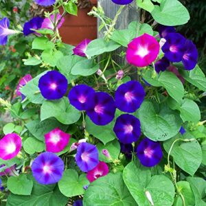 100 Pcs Mixed Morning Glory Seeds for Planting, Ipomoea Nil Flower Seeds Garden Seeds Non-GMO