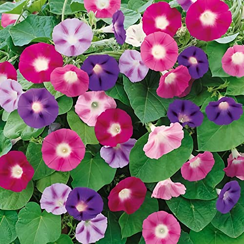 100 Pcs Mixed Morning Glory Seeds for Planting, Ipomoea Nil Flower Seeds Garden Seeds Non-GMO