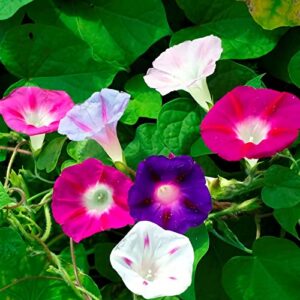100 Pcs Mixed Morning Glory Seeds for Planting, Ipomoea Nil Flower Seeds Garden Seeds Non-GMO