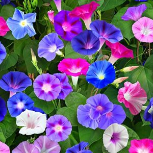 100 Pcs Mixed Morning Glory Seeds for Planting, Ipomoea Nil Flower Seeds Garden Seeds Non-GMO